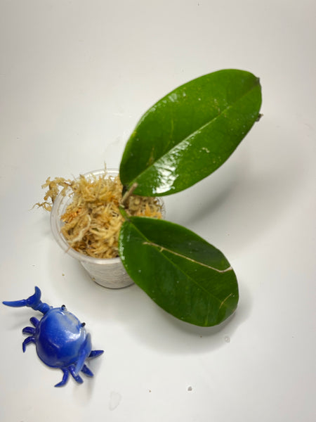 Hoya apoda - has leaf damage - Unrooted