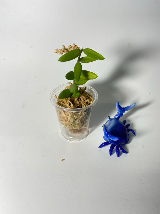 Hoya engleriana - Unrooted