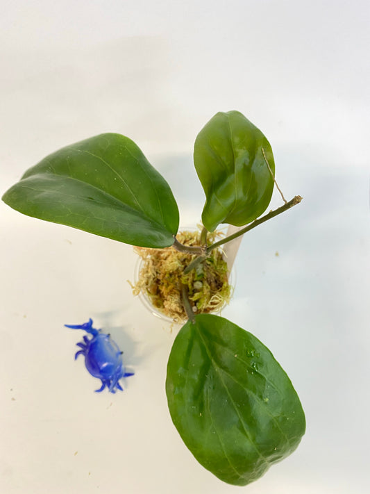 Hoya surigaoensis - active growth.