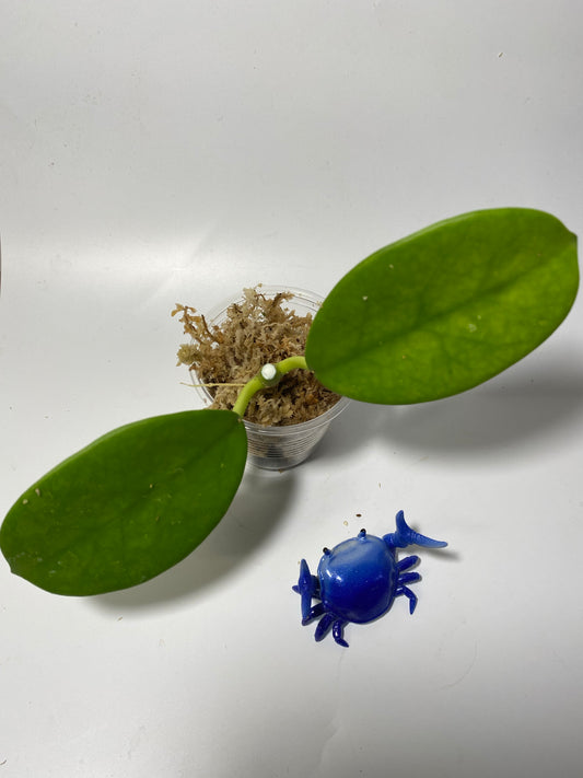 Hoya Ah-014 - starting to root