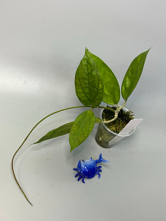Hoya surisa (nicholsoniae x cv golden eye) - has roots
