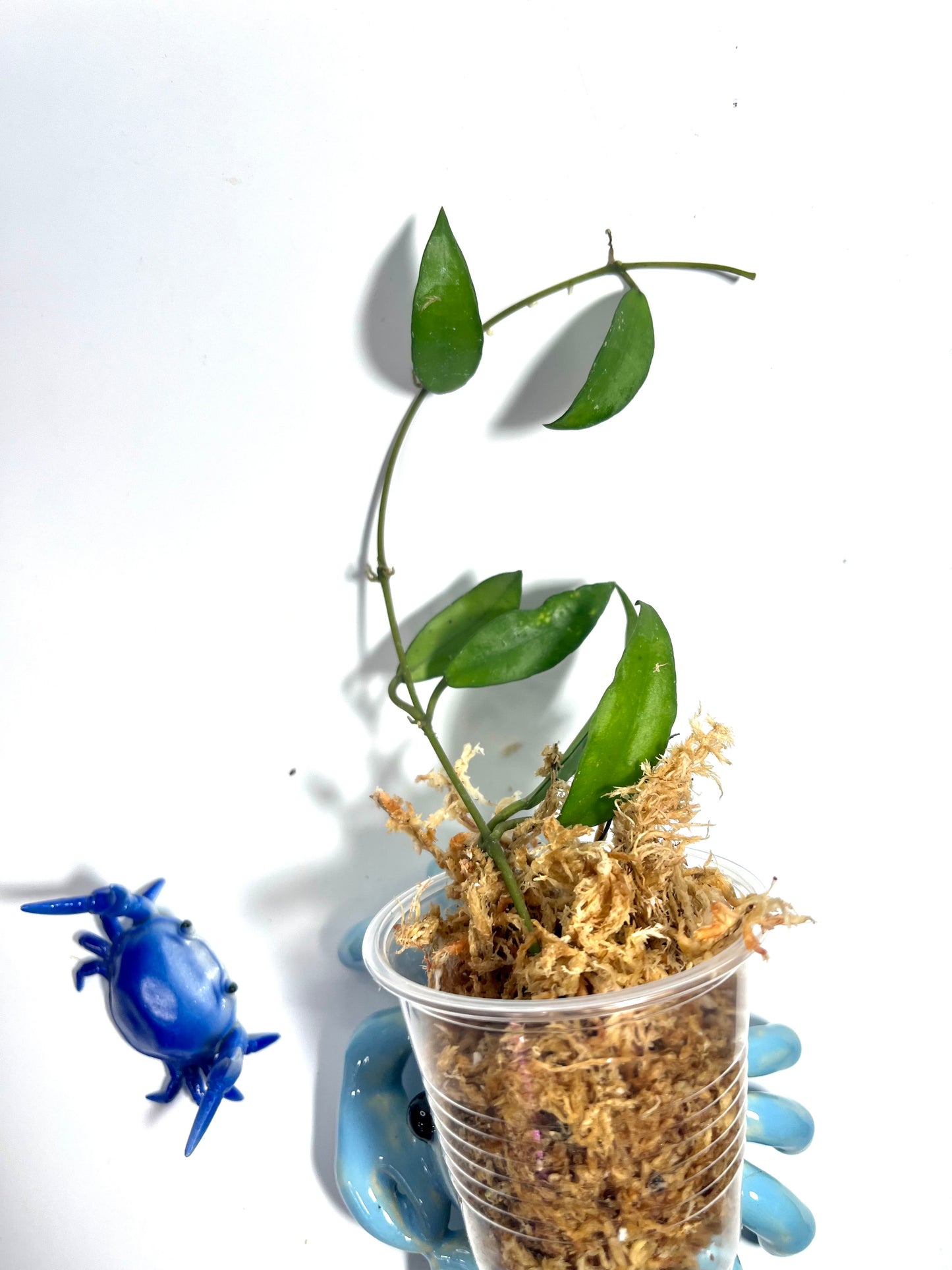 Hoya lacunosa long leaf - Malaysia - Unrooted