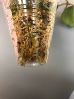 Hoya cv joy