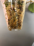 Hoya cv joy