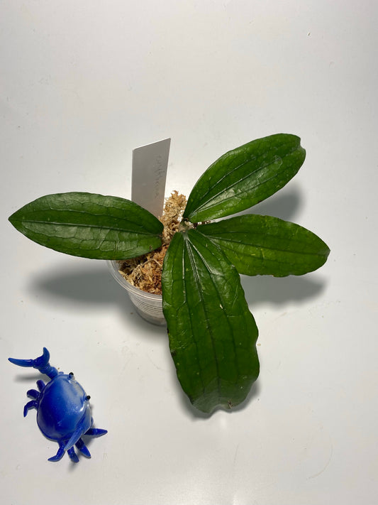 Reserved for kimberlee - Hoya erythrina - unrooted