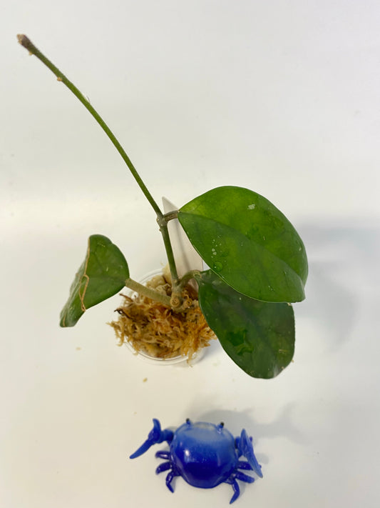 Hoya fungii - starting to root