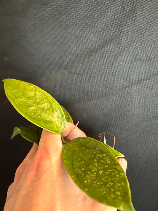 Hoya cv nui - 2 leaves / 1 node - Unrooted