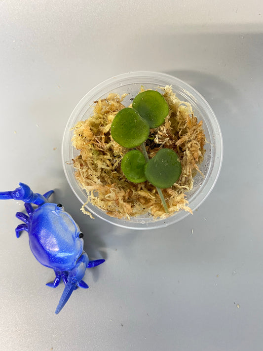 Hoya serpens with new growth emerging