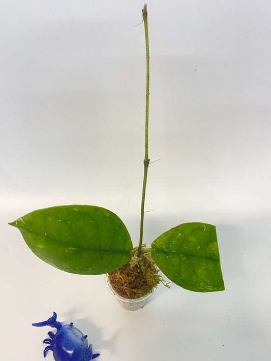 Hoya mitrata with splash - rooted