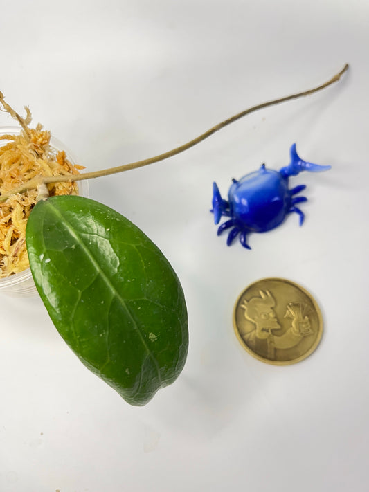 Hoya ut002 / ut-002 - Unrooted