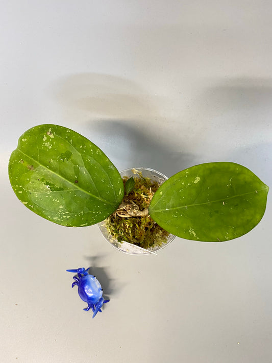 Reserved for Stachelle - Hoya ‘Michele’ - new growth