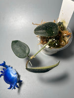Hoya sp thomsonii - has some roots