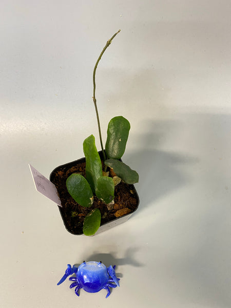 Hoya rotundiflora - with active growth