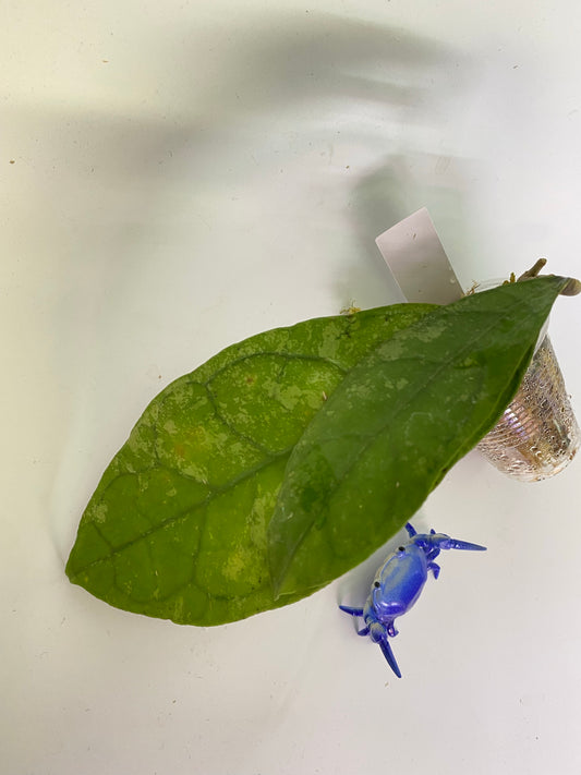 Hoya perak teddy bear / peninsularis - has some roots