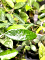 Hoya AH-250 - 1 nodes / 1 leaf - fresh cut - Unrooted