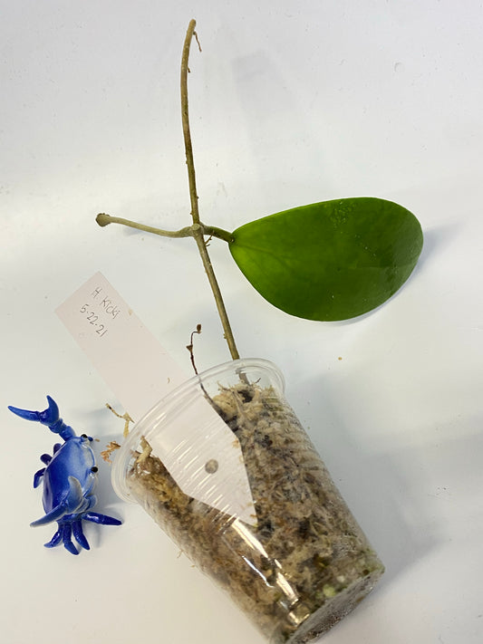 Hoya Kicki with peduncle - unrooted