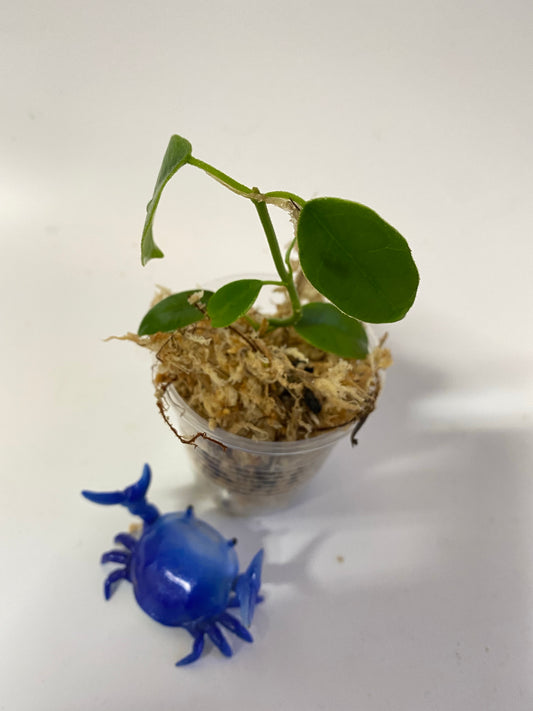 Hoya coronaria red - Unrooted