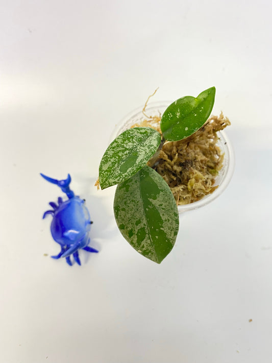 Hoya carnosa Wilbur graves (Russia)- has some roots