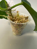 Hoya kaimuki - active growth, (H macgillivrayi X H archboldiana) Big Flowers