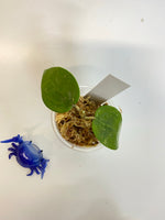 Hoya parasitica splash - unrooted