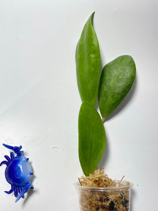 Hoya elmeri - Unrooted