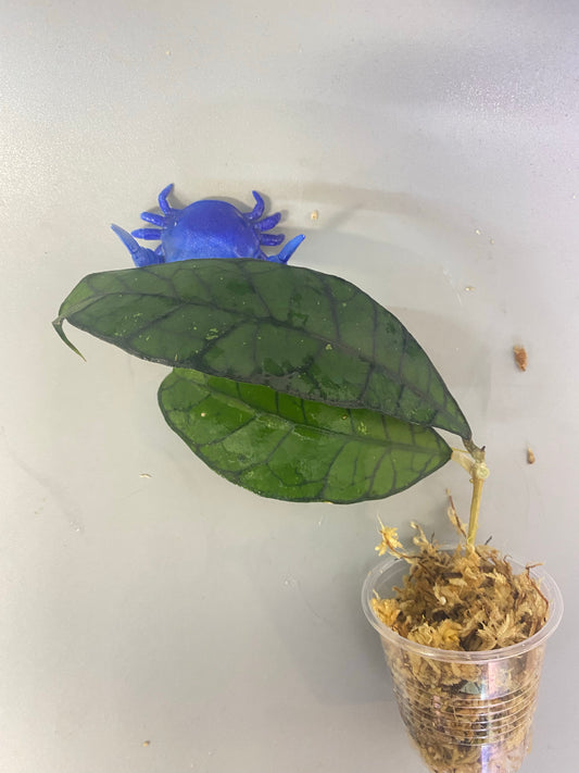 Hoya kalimantan - Unrooted