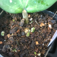 Hoya Loyceandrewsiana - dinner plate with new growth