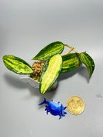 Hoya macrophylla pot of gold - 4 nodes - has roots