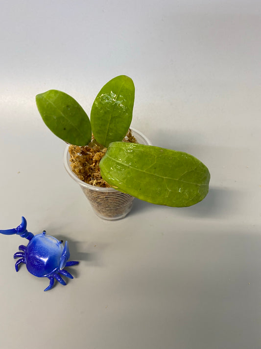 Hoya bhutanica - unrooted