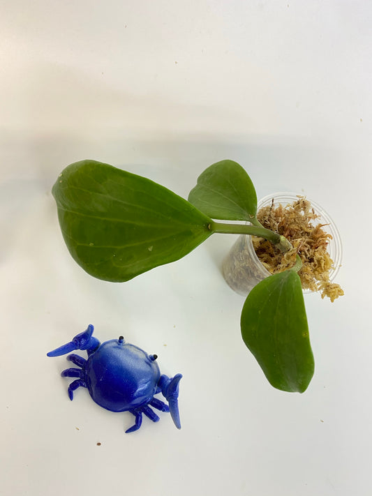 Hoya quinquenervia - just starting to root