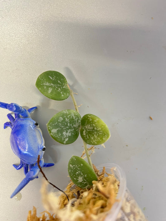 Hoya mathilde with decent splash - unrooted