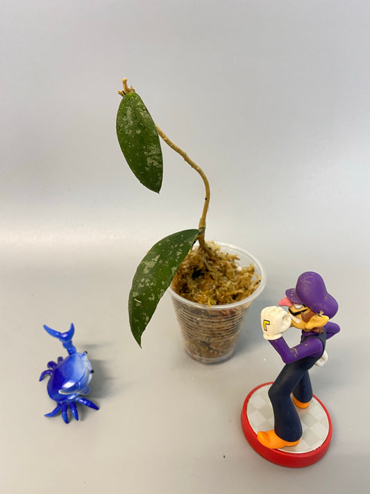 Hoya phuwuaensis - has some roots.