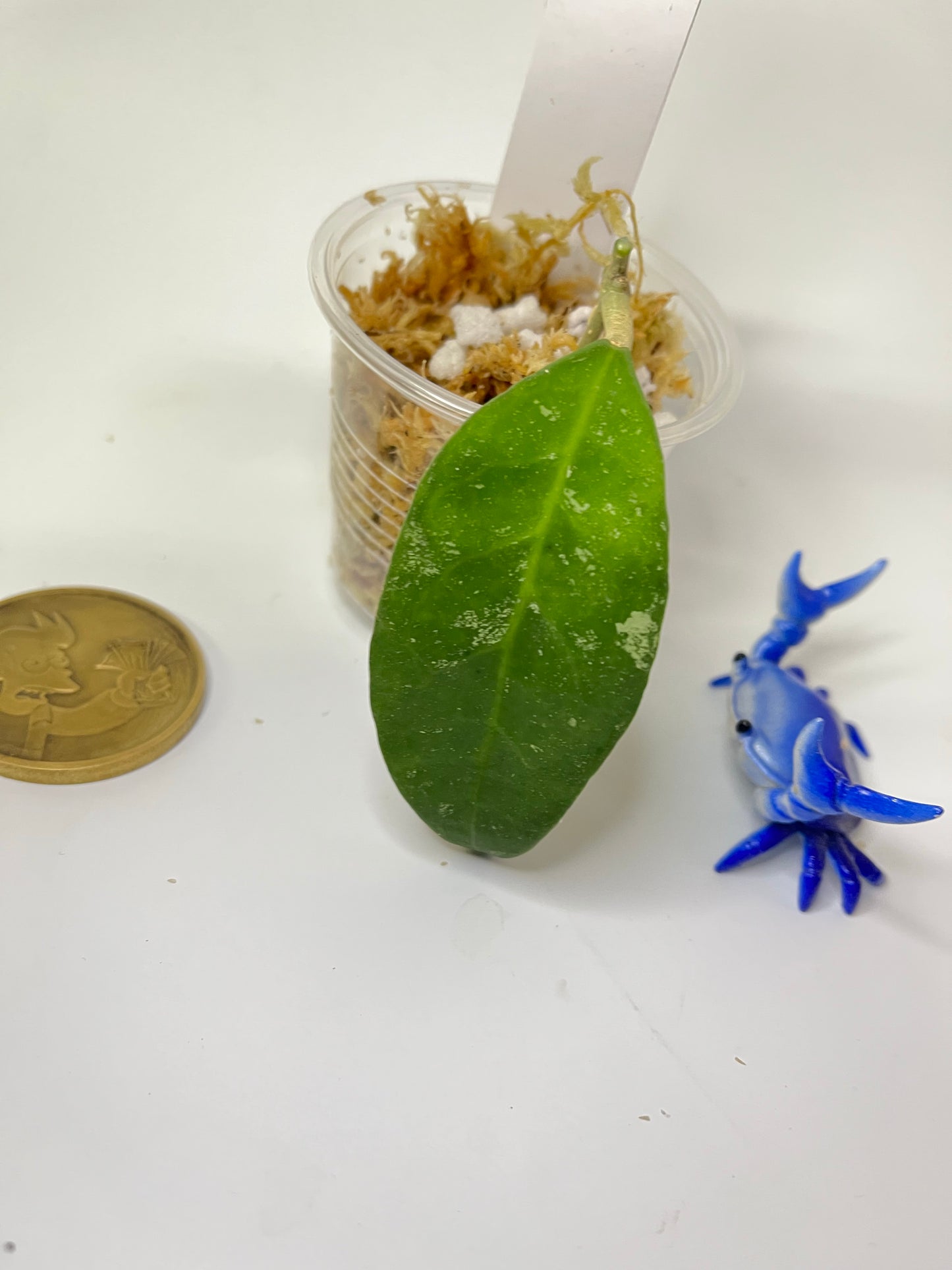 Hoya ruthiae / Ut 168 - Unrooted