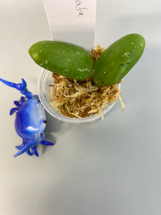 Hoya brevialata - some roots