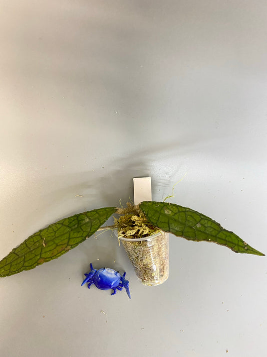 Reserved for Sheila - Hoya clemensorium - has roots