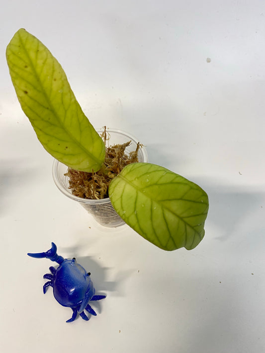 Hoya meredithii - just starting to root