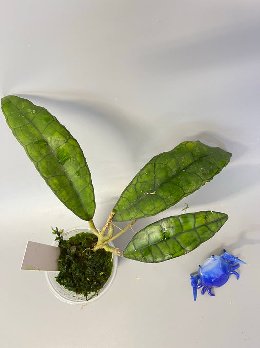 Hoya finlaysonii long leaf - has some roots