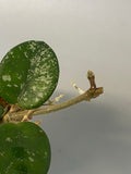 Hoya mathilde with splash and active growth