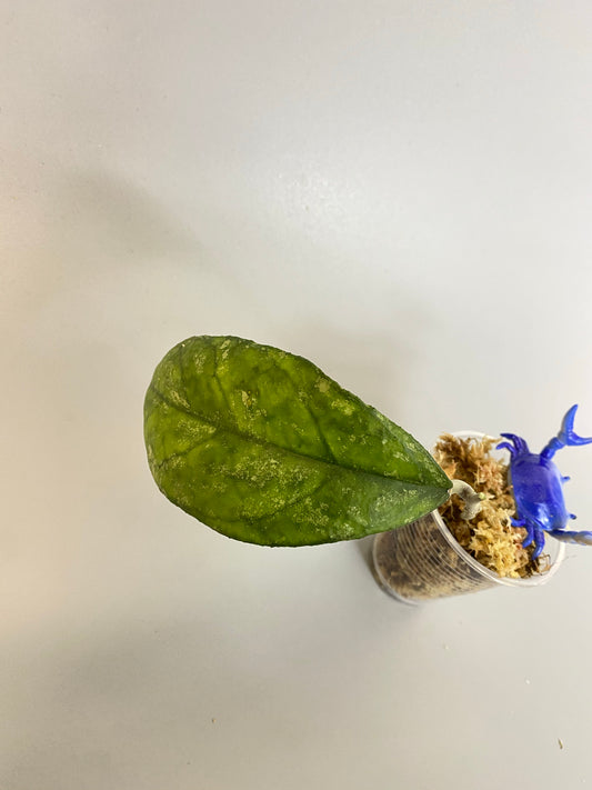 Hoya bahoi - fresh cut 2 nodes