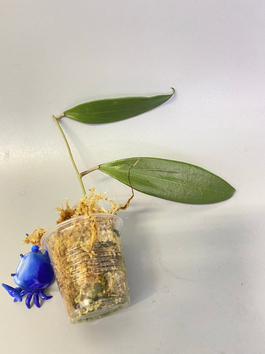 Hoya sp bulusan -unrooted