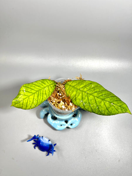 Hoya sabah  - Unrooted