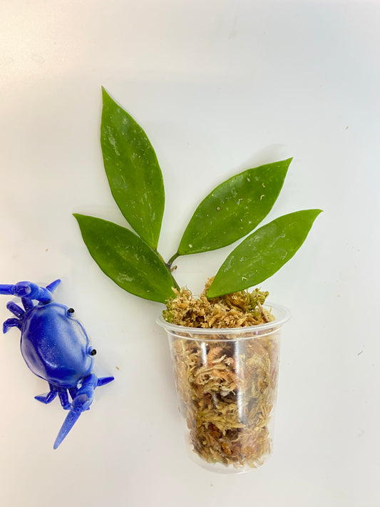 Hoya memoria (gracilis) unrooted