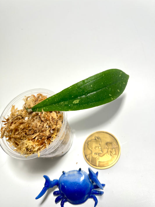 Hoya rigidifolia - Unrooted