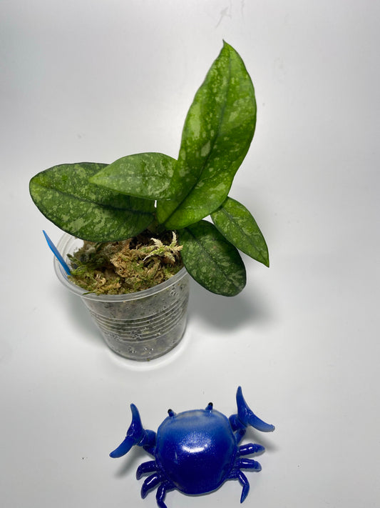 Hoya crassipetiolata splash - has some roots