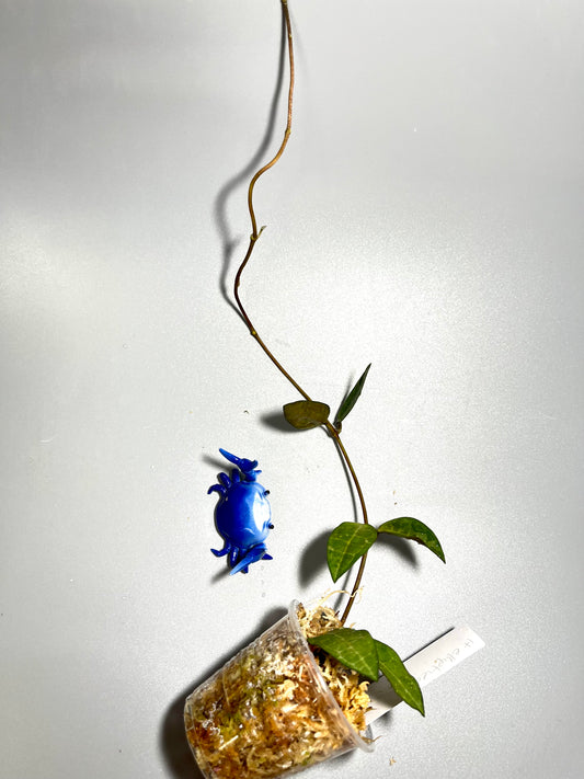 Hoya elliptica small leaf - has some roots