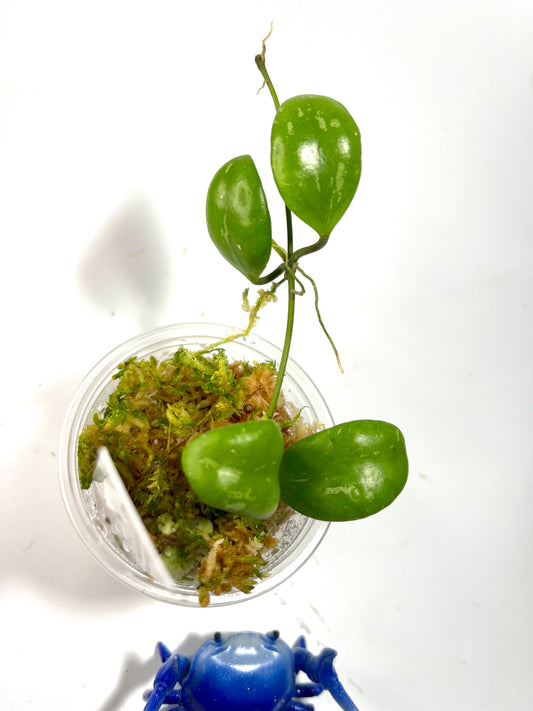 Hoya brevialata splash - starting to root