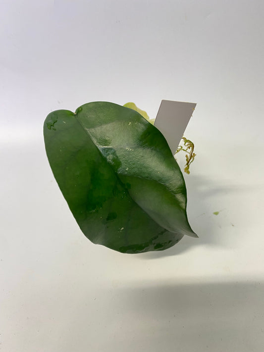 Hoya sp tam Dao- has roots