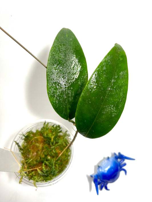 Hoya sp aff evelinae - starting to vine