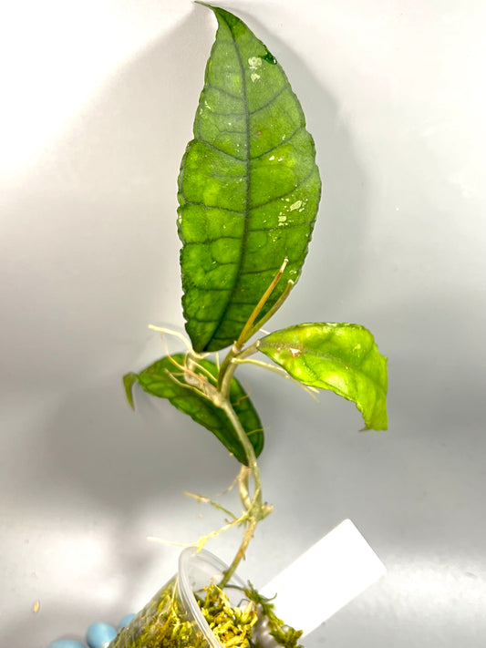 Hoya Nong nooch - Iml 1541 - active growth