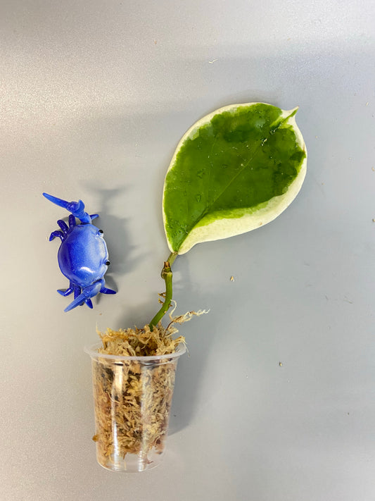 Hoya incrassata albomarginata / ‘eclipse’ - unrooted